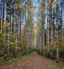 Кафедра биологии провела для первокурсников экскурсию по дендропарку фото 5